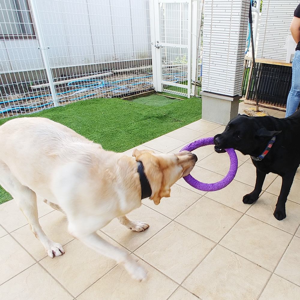 dog hotel near me